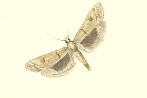 Tephris cyriella